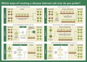 Tree_breeding infographic